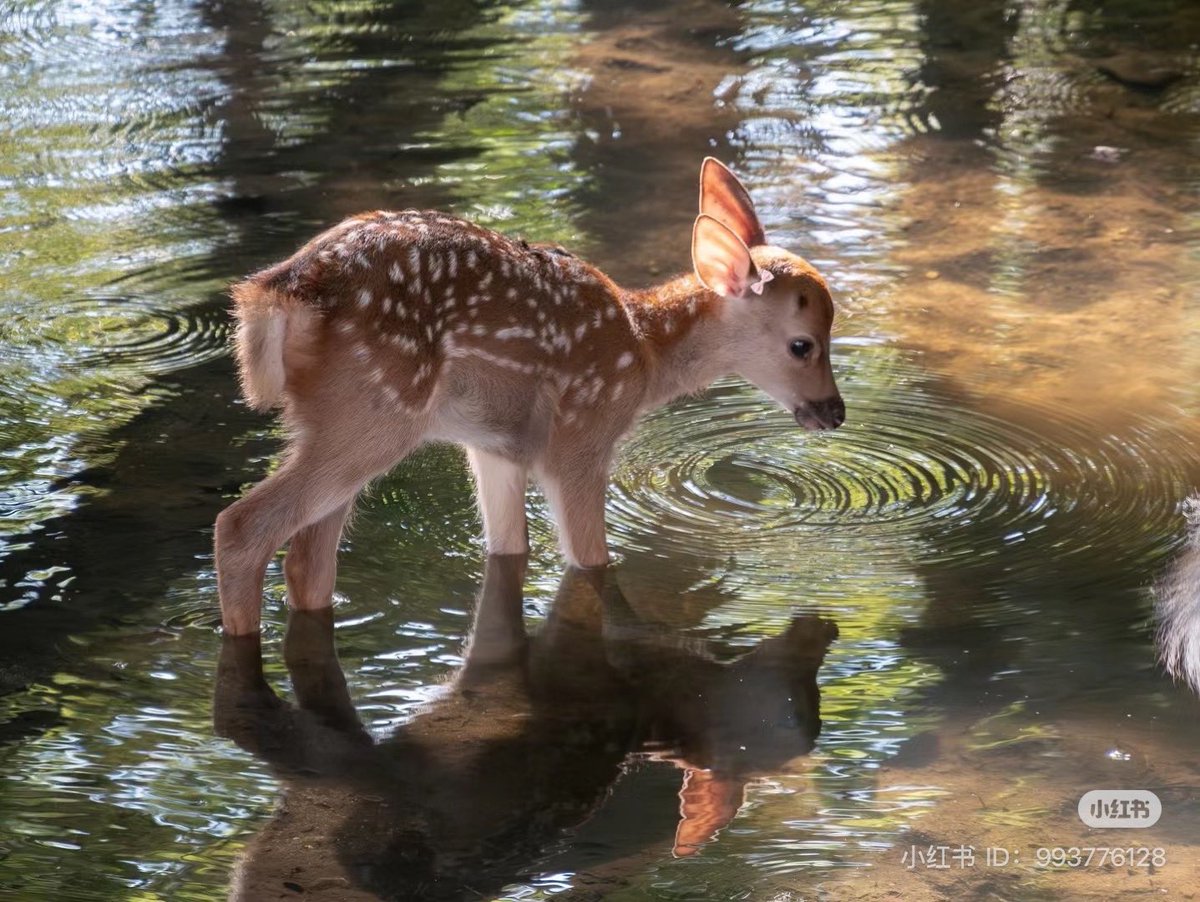 animals wearing bows (@animalswithbows) on Twitter photo 
