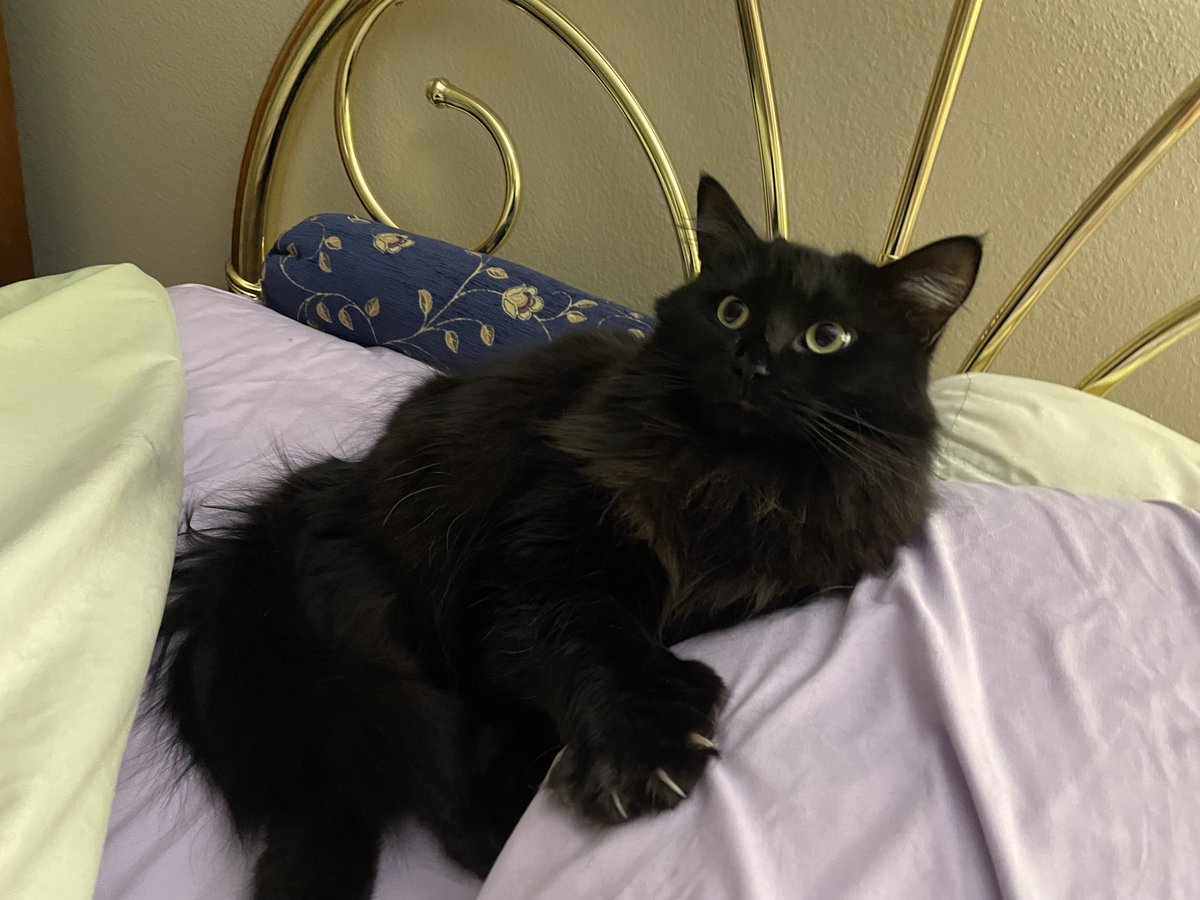 This good-sized fur ball is who awaits me each evening on my pillow. Eat your heart out. #AdoptABlackKitty.