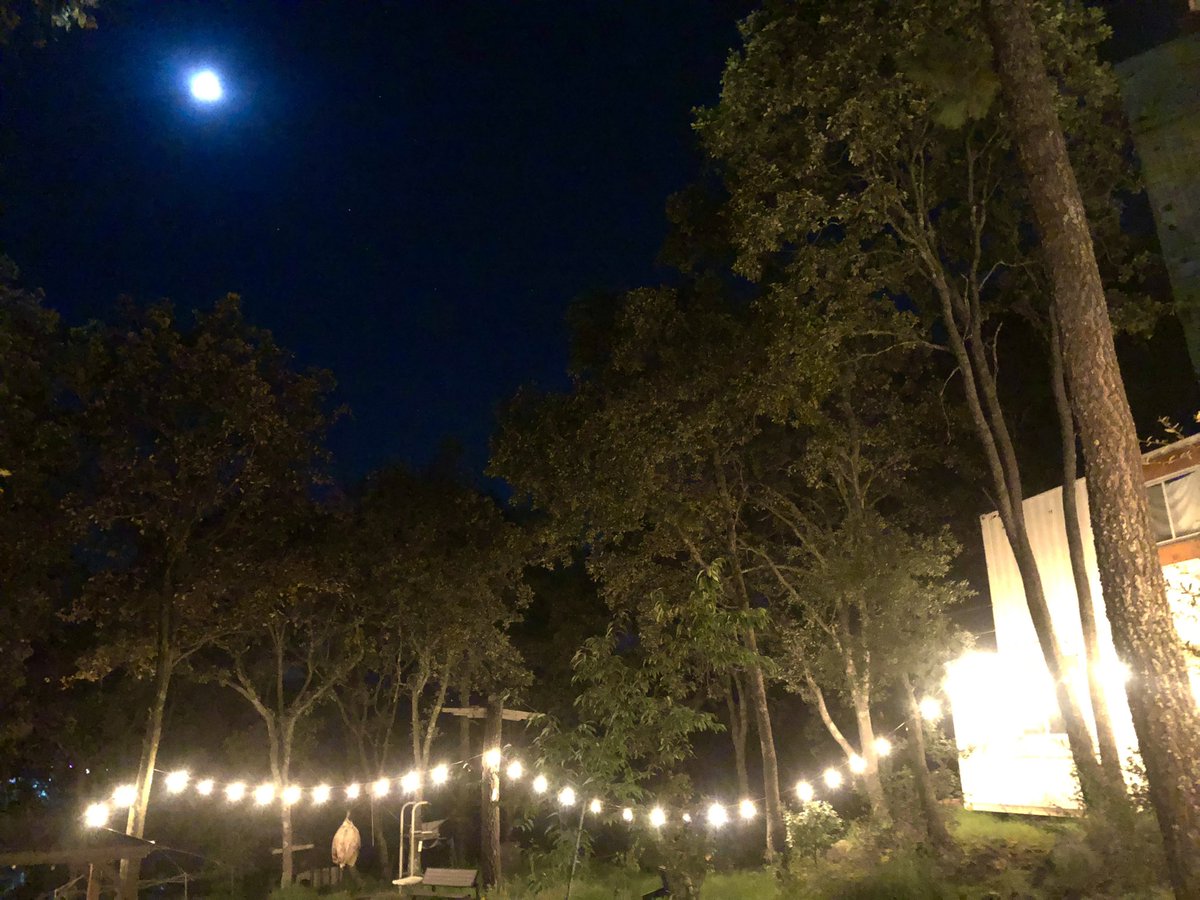 ACCIONPLANETA's tweet photo. Blue Moon 🌀🌳 @ACCIONPLANETA #LivingInTheForrest #MagicNights 💫 https://t.co/pVPzfc2Tke