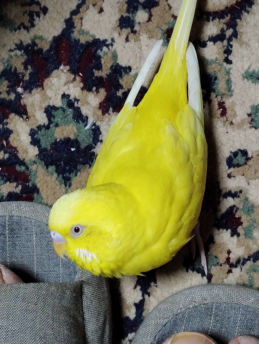 TSUBASA6077's tweet photo. 【拡散希望】
セキセイインコの迷子情報です

場所：兵庫県西宮市川東町
日時：24/8/26
名前：ピーちゃん
特徴：ピーちゃん連呼喋り、羽根裏脇下アザグレー色、人足指爪噛む。

情報お持ちの方、下記までご連絡を
tsubasa0615@gmail.com
情報拡散のご協力お願いします https://t.co/KJKEjkrtTZ