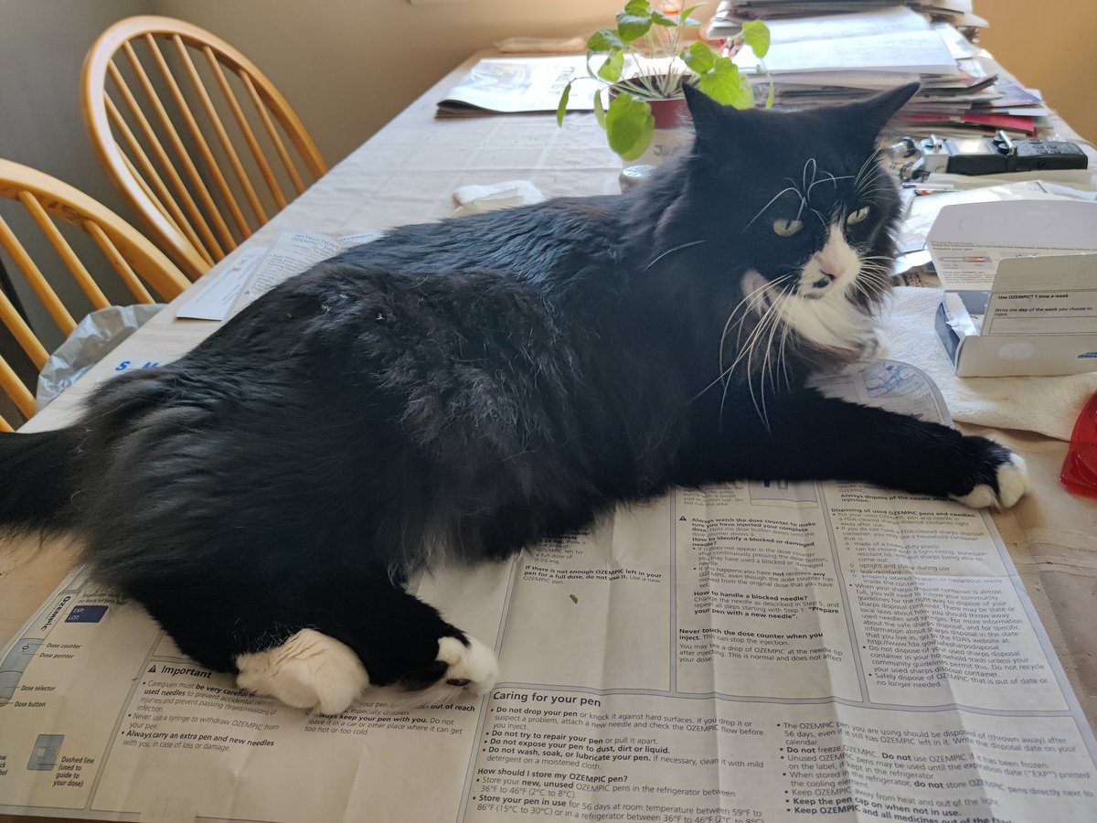 yatcats's tweet photo. you don't need the instructions #Arwen 282/366 https://t.co/sSUeJy3dne