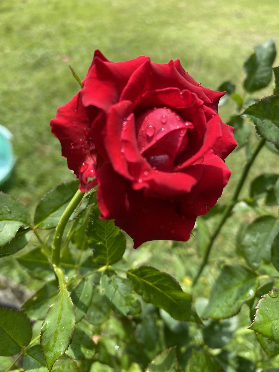 Happy Friday 🙏🙏🙏🌹🌹🥰♥️♥️