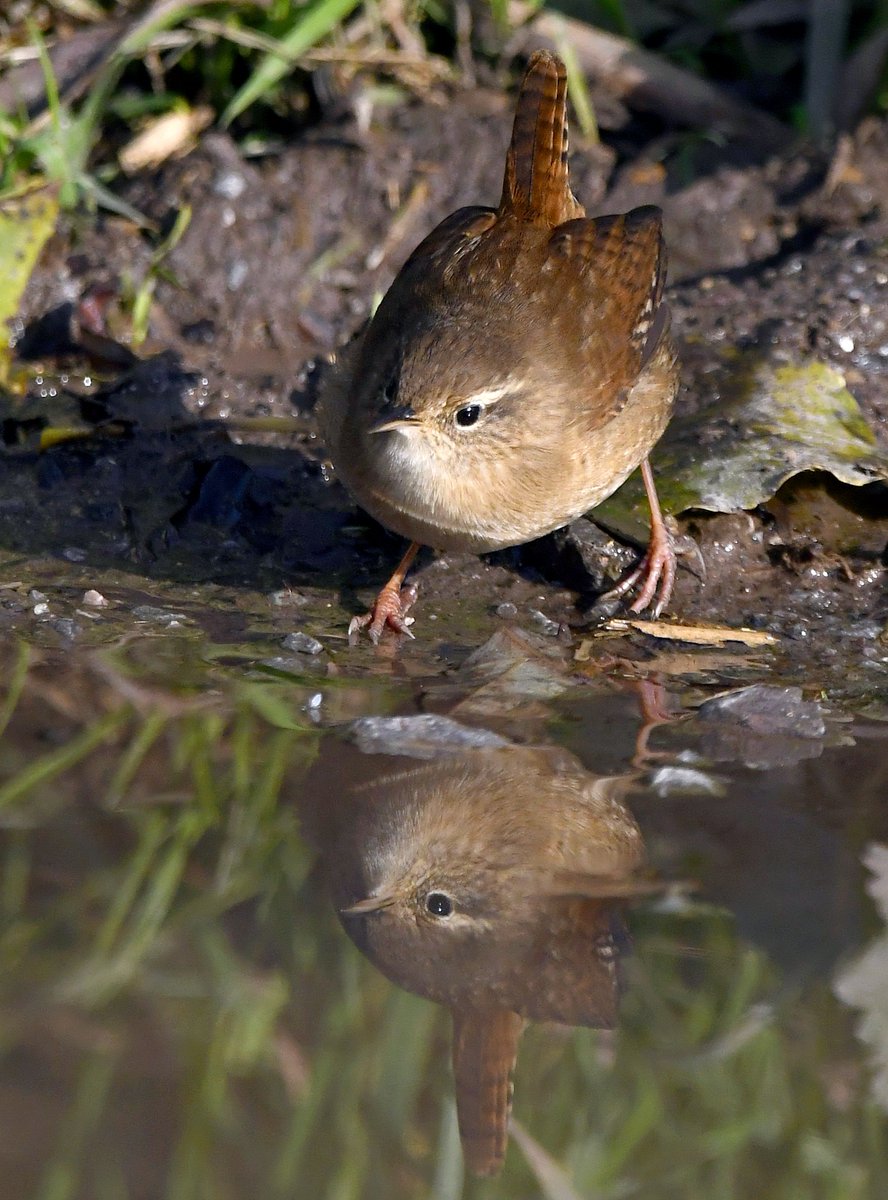 CarlBovisNature's tweet image. As it's Friday, I'm asking all my followers to please retweet (and comment) on this post if you see it, to help my bird account be seen! 🙏😀
   To make it worth sharing, here's a cute little Wren reflection. 😍 🐦
 Thank you very much! 📷😊♥️