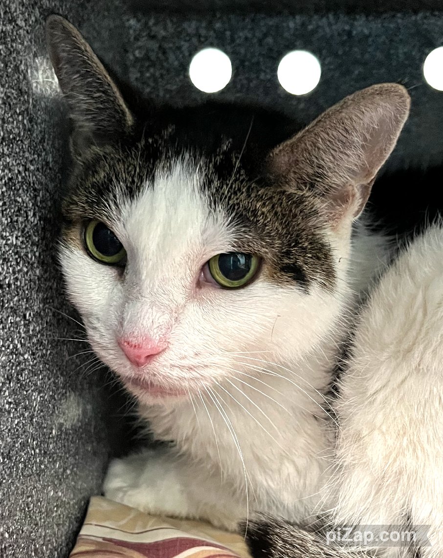 NYCDEATHROWCATS's tweet photo. THERE ARE 23 ANIMALS ( 9 CATS &amp; 14 DOGS)  AT RISK FOR SATURDAY 10/12/24 DEADLINE IS NOON. PLEASE SHARE, FOSTER, ADOPT, TAG FRIENDS, POST TO SOCIAL MEDIA SITES, PLEDGE TO  HELP SAVE THEIR LIVES. NEW PHOTOS https://t.co/Rt2PL8RaPy https://t.co/fvm9SlF9BZ