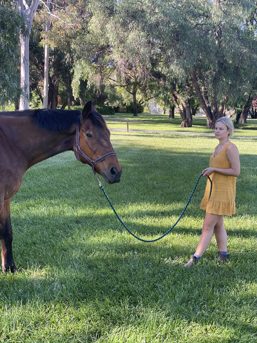Morningside3608's tweet photo. Vale Bomber Bill ❤️ 

Ride easy, mate. It’s hard to say goodbye to such a champion. You brought so much joy both on the track and as a gentle soul in retirement. My favorite horse of all time xx

Your race is run https://t.co/lFdfOOTUT4