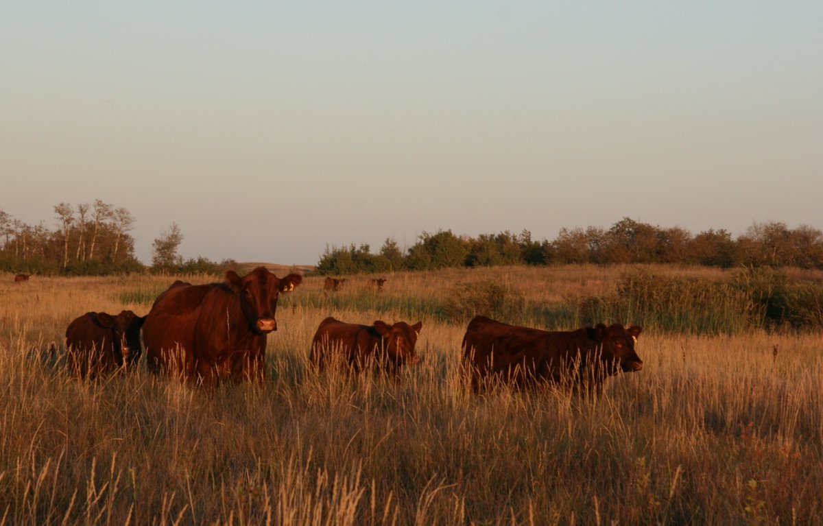 Ducks Unlimited Sask tweet media