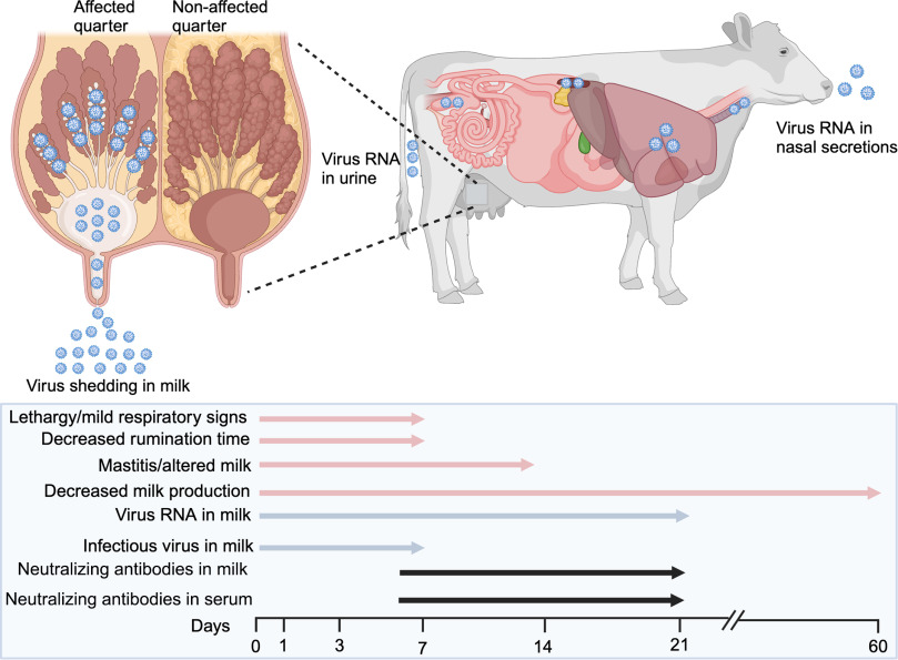 DuckSwabber's tweet photo. Review of host range of avian influenza, and infection dynamics in cattle.
👉https://t.co/UqIWfcwdBE https://t.co/Migt2DWrrJ