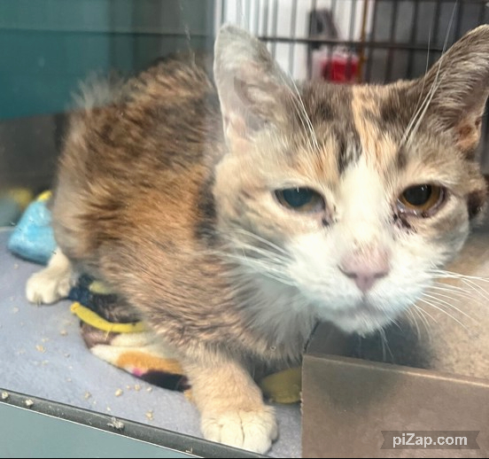 NYCDEATHROWCATS's tweet photo. THERE ARE 23 ANIMALS ( 9 CATS &amp; 14 DOGS)  AT RISK FOR SATURDAY 10/12/24 DEADLINE IS NOON. PLEASE SHARE, FOSTER, ADOPT, TAG FRIENDS, POST TO SOCIAL MEDIA SITES, PLEDGE TO  HELP SAVE THEIR LIVES. NEW PHOTOS https://t.co/Rt2PL8RaPy https://t.co/fvm9SlF9BZ