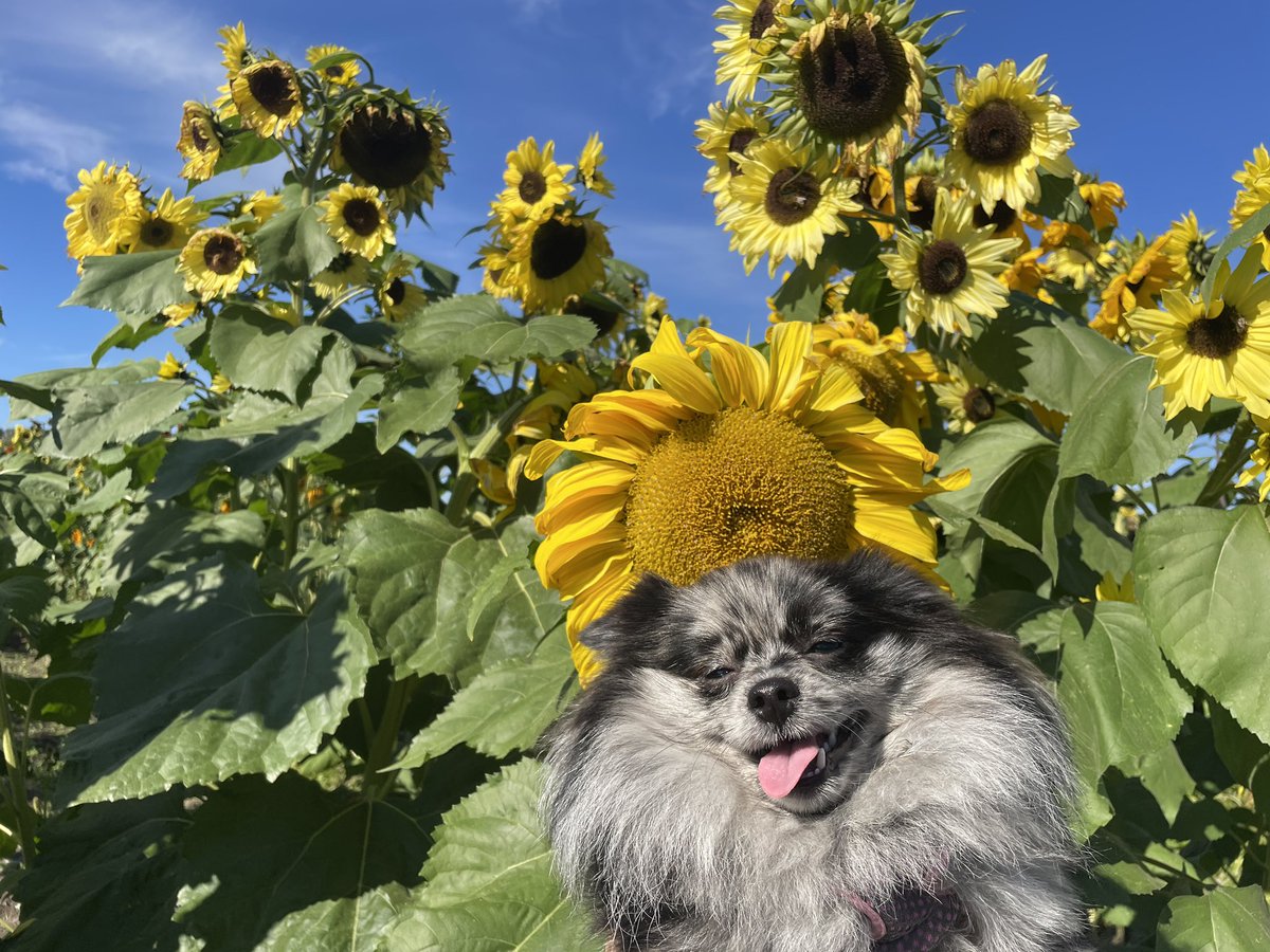 charbearatc's tweet photo. 💚💚💚

Today is World Mental Health Day. Take time for yourself, stop and smell the flowers, enjoy the view but above all don’t hesitate to reach out to someone if you need help. 

Taking care of your mental health is just as important as your physical health.

💚💚💚 https://t.co/jC4IbviX1a