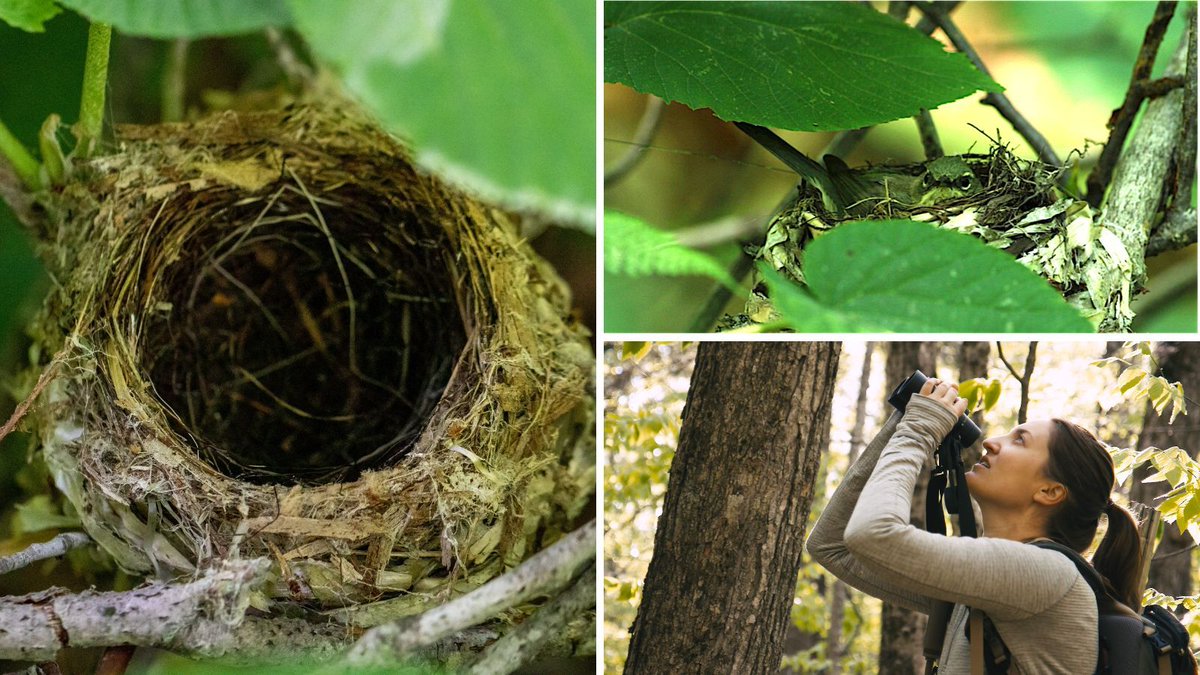 Wilson Ornith Soc (@wilsonornithsoc) on Twitter photo New guest post on the WOS blog! Sara Kaiser & August Davidson-Onsgard write about the mystery of a female warbler incubating an empty nest, documented in a new paper in the WJO. One possibility: heavy wildfire smoke could have affected the bird's behavior. wilsonsociety.org/2024/10/09/gue⦠New guest post on the WOS blog! Sara Kaiser & August Davidson-Onsgard write about the mystery of a female warbler incubating an empty nest, documented in a new paper in the WJO. One possibility: heavy wildfire smoke could have affected the bird's behavior. wilsonsociety.org/2024/10/09/gueā¦