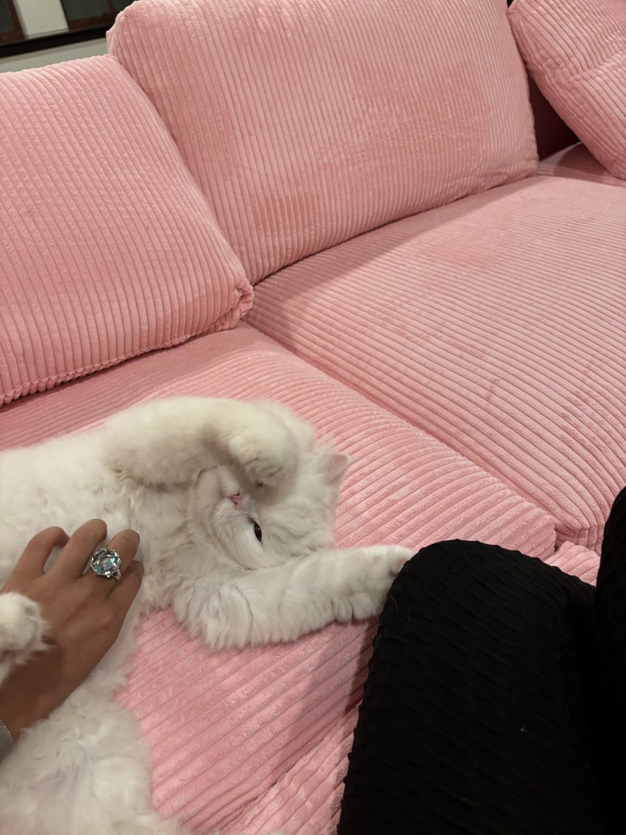 I got a big ass couch just for me &amp; my cat.