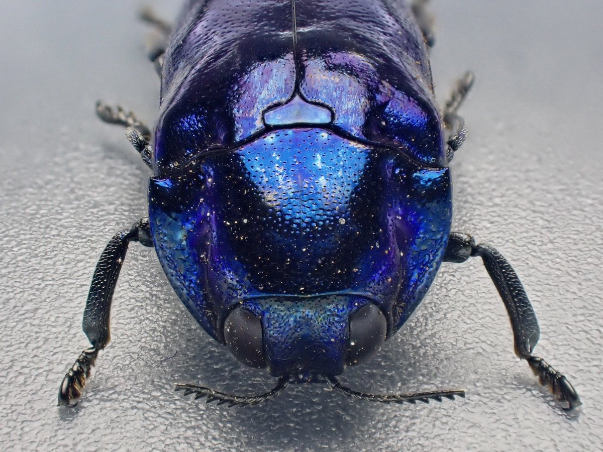 DamasterCarabus's tweet photo. Coraebosoma vioraceum

🇵🇭 Philippines

ミンダナオの美麗タマムシを久しぶりに撮影

保管箱に入れてる間に結構汚れちゃいますね。
クリーニングしてから撮れば良かった😅 https://t.co/xKUXEXeSyv