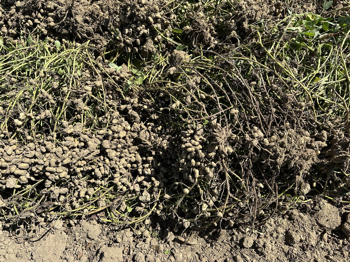 bobkemerait's tweet image. The impact of southern blight/stem rot/white mold on peanuts is most obvious immediately after the crop is inverted. No fungicide program can fully eliminate this disease; effective fungicide programs must contain the disease and inhibit spread. Burke Co., GA, UGA Extension