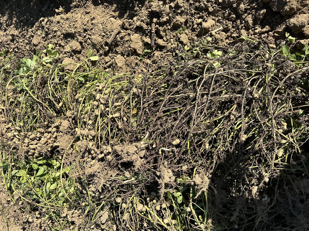 bobkemerait's tweet image. The impact of southern blight/stem rot/white mold on peanuts is most obvious immediately after the crop is inverted. No fungicide program can fully eliminate this disease; effective fungicide programs must contain the disease and inhibit spread. Burke Co., GA, UGA Extension
