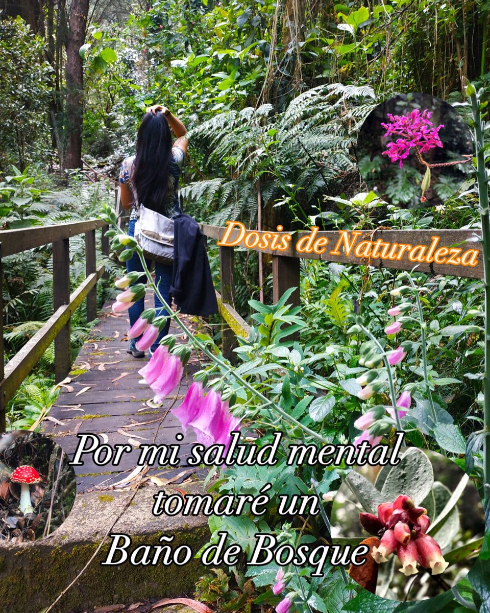 #DíaDeLaSaludMental #DíaMundialdelaSaludMental
Shinrin-Yoku = Baños de Bosque o de Naturaleza. 
Las experiencias de conexión con la naturaleza son un buen camino para mejorar la salud mental, física y emocional 
IG @_bosquedeluz_