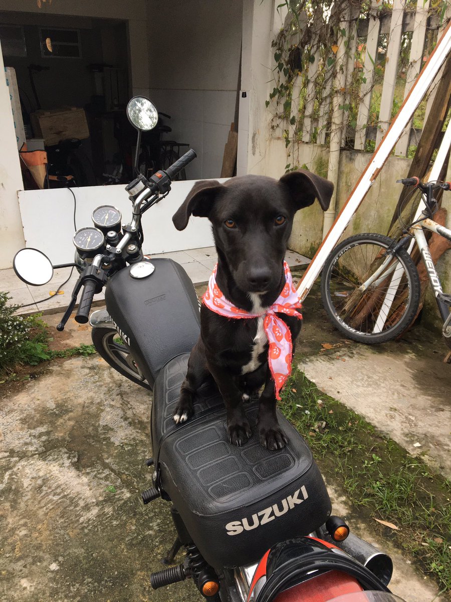 thiipopipo's tweet photo. @FunkyBlackCat Ziggy querendo sair de moto kkkk https://t.co/AE8di7eR8v