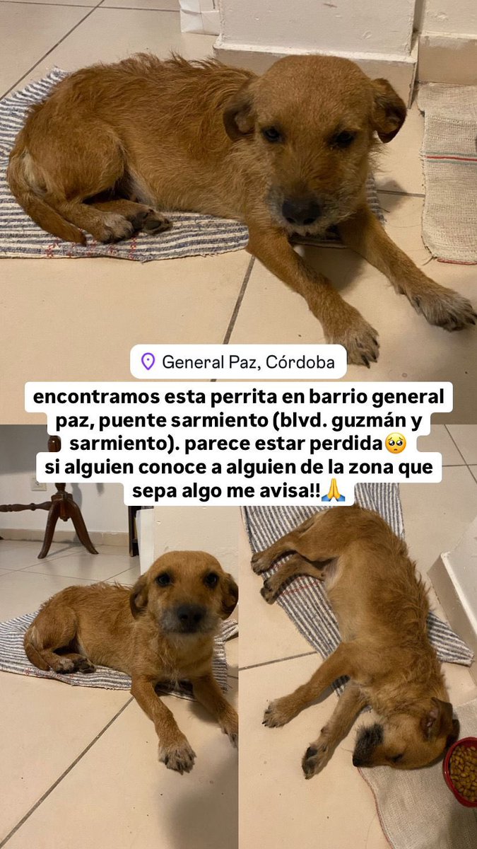 MilagrosCh1's tweet photo. buscamos a sus dueños ‼️‼️‼️ https://t.co/MCXj3gdyUa