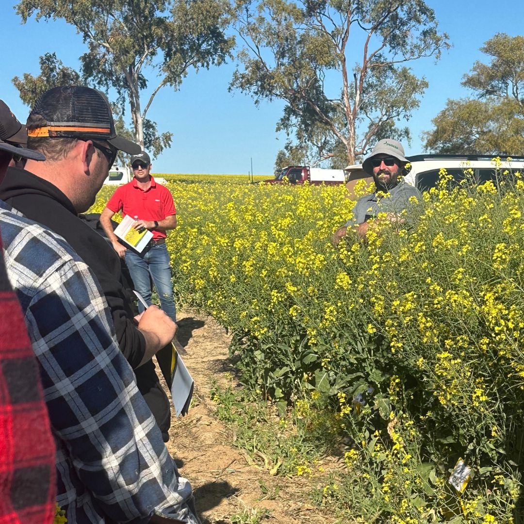 🌼Canola growers met in #Cunderdin WA at the <a href="/theGRDC/">GRDC</a> #NVT trial site last month.

#Nuseeds Michael Hickey with Elders Cunderdin &amp; Elders Northam guided 20 growers through the trials to compare performance of #canola varieties in the local region.

#AusAg #Canola24 #VarietyTrials