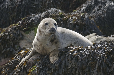 pinniiped's tweet photo. grey seal https://t.co/QVPMa8YcTy