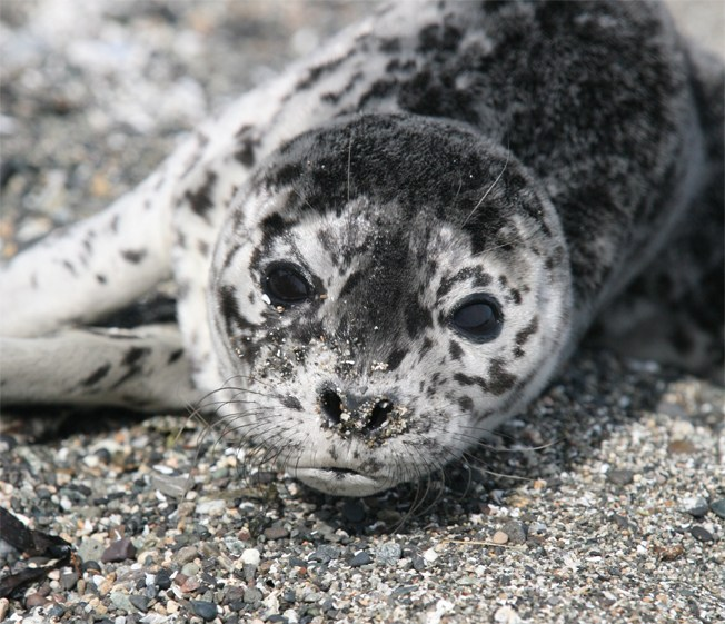 pinniiped's tweet photo. harbor seal https://t.co/ZEFyA5GOEi