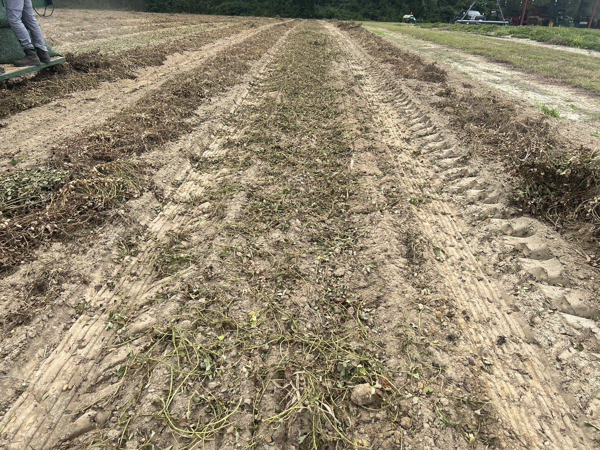 PrecAgEngineer's tweet photo. Got the peanut studies picked this week to wrap up peanut #agtech #research24. Next is cotton!! #harvest24 https://t.co/MpFYrdA0vr