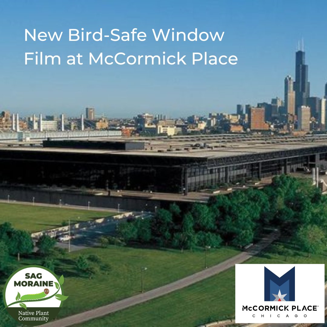 SagPlant's tweet photo. “New Bird-Safe Window Film at McCormick Place” Blog Post Out Now!

Read on here --> https://t.co/nE1Uoy704k

#NativePlants #Birds #Pollinators #BirdCollision #BirdMigration #LightPollution #Petition #EffectChange #PowerToThePeople https://t.co/HzlIpUCGmz