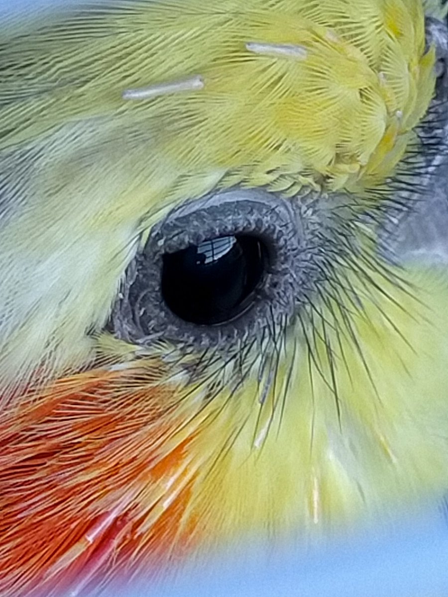 Dr. Ann Lawless tweet media