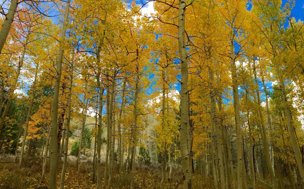 LakeTahoeUSFS's tweet photo. Fall color season is here!
National Forest lands at Lake Tahoe are a great place to view fall colors. Be sure to park legally, avoid blocking lanes, slow down and watch for people and wildlife. Suggested viewing locations and more at https://t.co/SxlDuzeEfO. #Fall #FallColor2024 https://t.co/5CvIMzN0l1