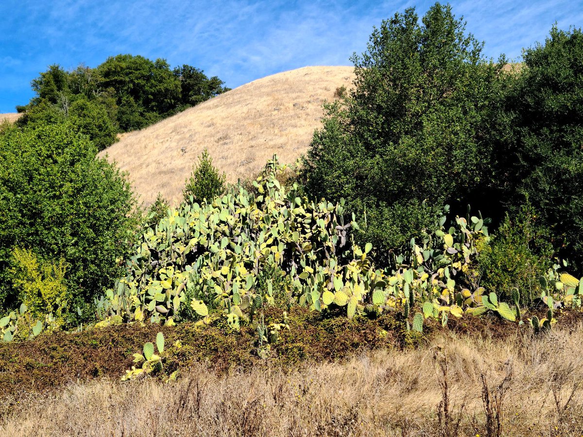 A big thank you to the Friends of Lafferty Park President Matt Maguire and Sonoma Mountain Preservation advocate Larry Modell for the tour and conversation! (3/3)