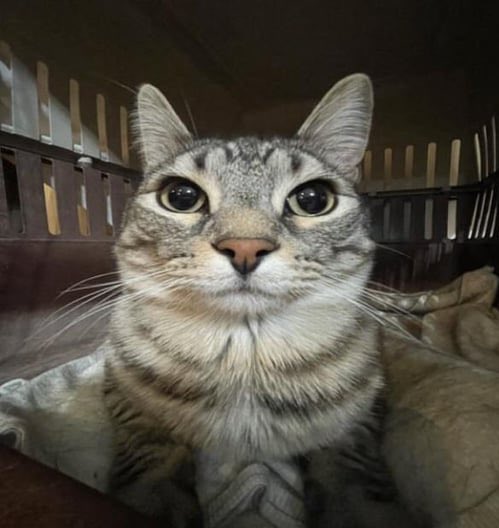 <a href="/blknoiz06/">Ansem</a> My face when when it dumps
$zazu