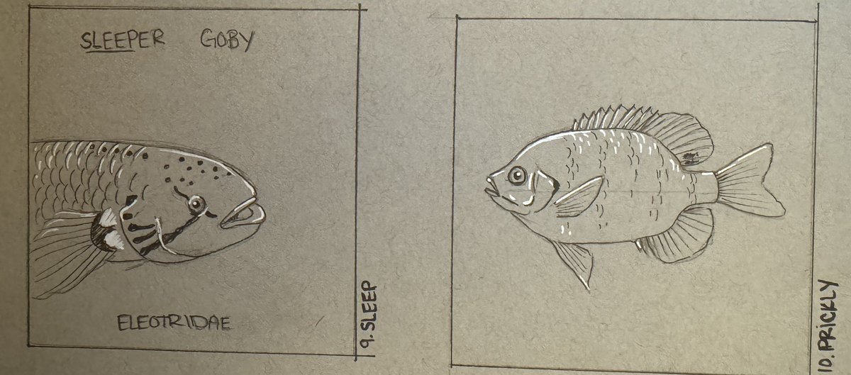 Two very quick sketches to cover yesterday and today’s Nebraska #inktober themes. Did you know there’s a group of fishes called sleeper gobies? Some of them even native to the USA! Also, many of us can attest to having a bluegill be our first #prickly fish. And one to remember!