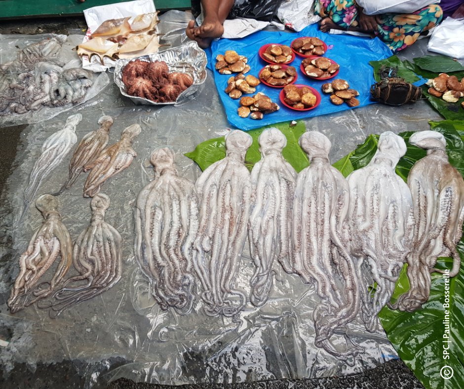 𝐖𝐡𝐲 𝐢𝐬 𝐢𝐭 𝐢𝐦𝐩𝐨𝐫𝐭𝐚𝐧𝐭 𝐭𝐨 𝐥𝐞𝐚𝐫𝐧 𝐚𝐛𝐨𝐮𝐭 𝐨𝐜𝐭𝐨𝐩𝐮𝐬 𝐠𝐫𝐨𝐰𝐭𝐡 𝐚𝐧𝐝 𝐢𝐝𝐞𝐧𝐭𝐢𝐟𝐢𝐜𝐚𝐭𝐢𝐨𝐧?🔍🐙 We are currently underestimating the value of octopus #fisheries in the Pacific. 👉 bit.ly/3zSHoNm

📚Newsletter 👉 bit.ly/FNL174