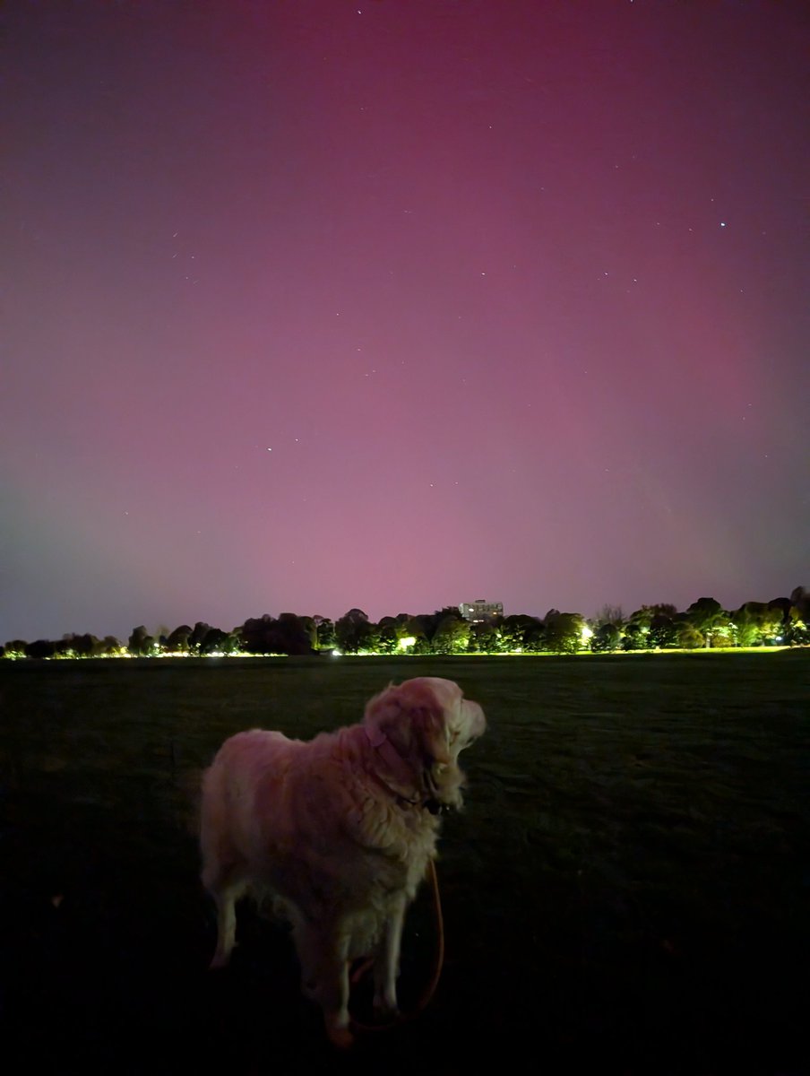 Oh to be as majestic and peaceful as Crumble soaking in the northern lights