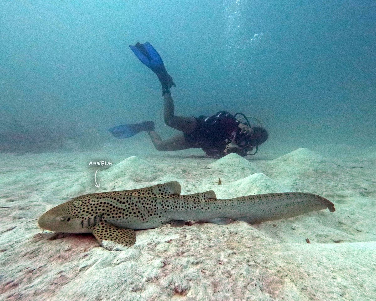 Another TRIO RELEASED! 🦈

Last week, we successfully released Christina, Karen &amp; Anselm near our RARCC nursery, together with members of the Women Divers Association of Raja Ampat! We will continue tracking these sharks through our post-release monitoring program.