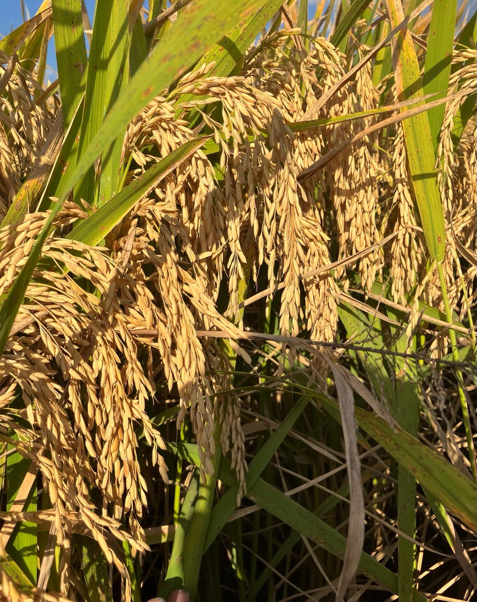 Tim Walker (@horizongm) on Twitter photo <a href="/HorizonAgRice/">Horizon Ag</a> #CLL16 developed by <a href="/AginArk/">UA System Div of Ag</a> planted late in Richland Parish, LA yielding 200 bu/a <a href="/HorizonAgRice/">Horizon Ag</a> #CLL16 developed by <a href="/AginArk/">UA System Div of Ag</a> planted late in Richland Parish, LA yielding 200 bu/a