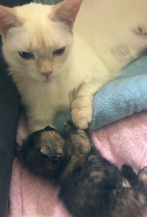 Mama’s tail is *still* his favorite “toy”… #Mamasboy #nevergrowup 

#CatsofTwitter #cats