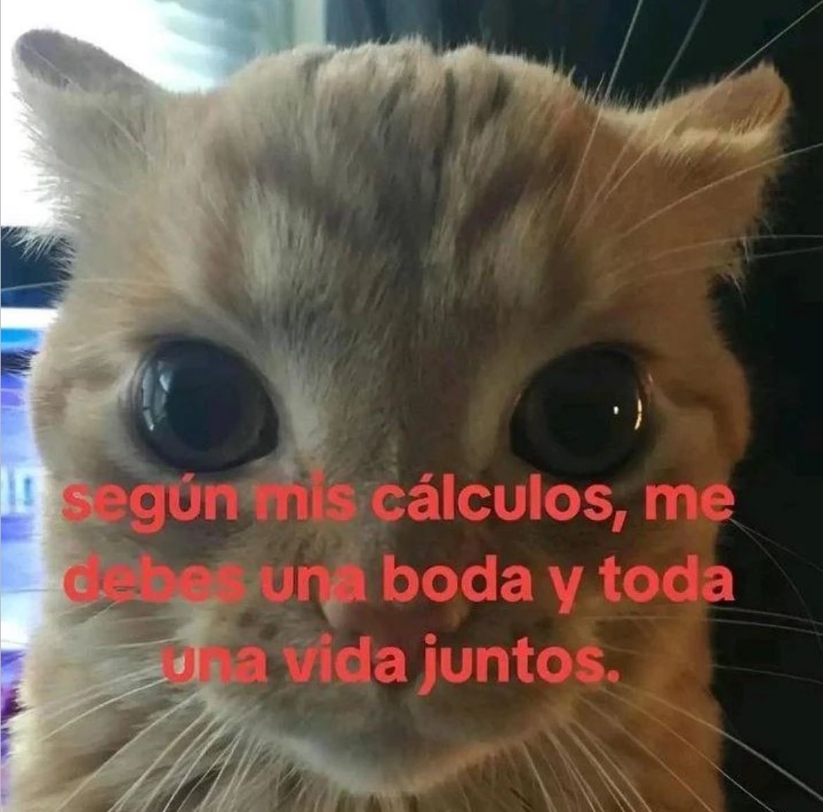 Gatitos Que Curan Tu Depresion (@gatitodepresion) on Twitter photo 