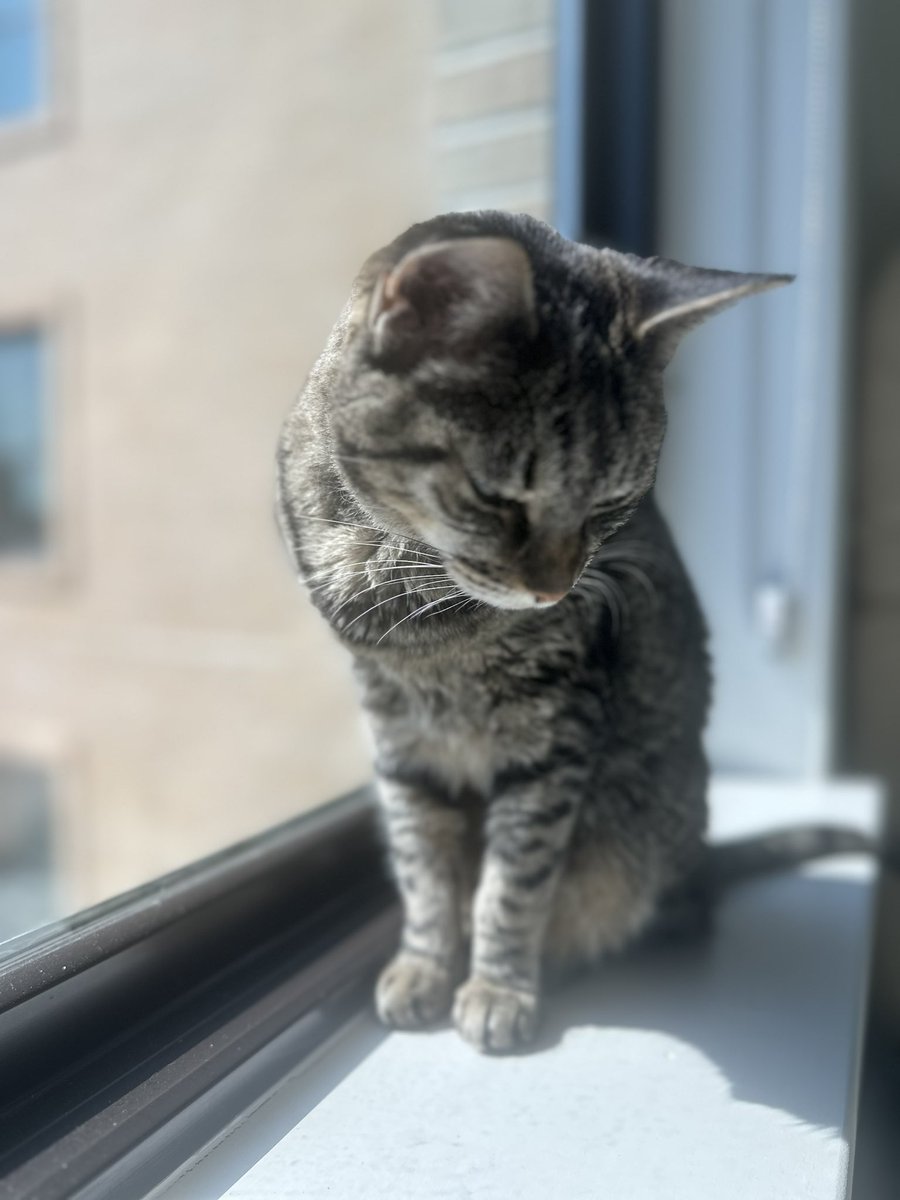 sadsunsupporter's tweet image. #eldercatthursday #17yearsold