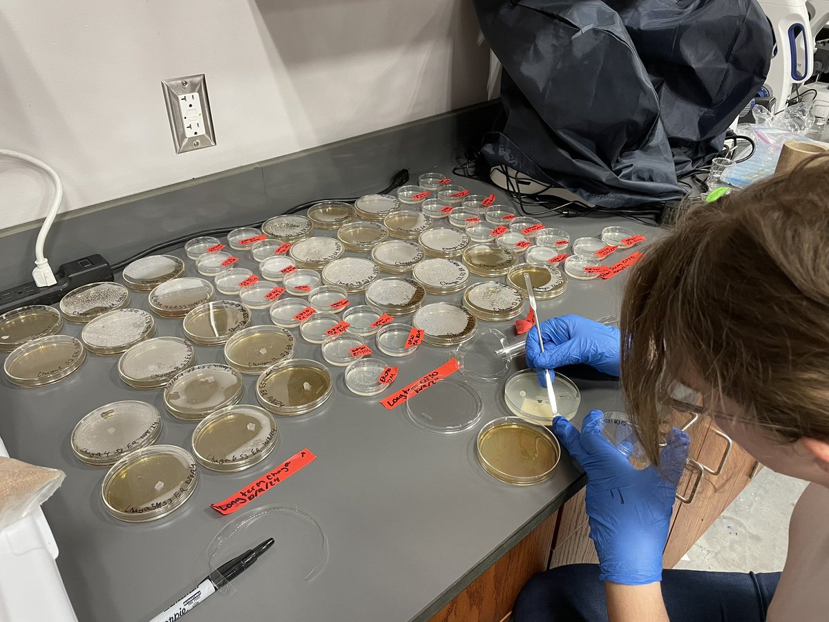 Rachel Sanders (@sandersgisa) on Twitter photo Student projects were happening all day in the HS <a href="/GIAcademy/">Global Impact STEM Academy</a>…here is a quick peak into a few going on Bioresearch Lab! Student projects were happening all day in the HS <a href="/GIAcademy/">Global Impact STEM Academy</a>…here is a quick peak into a few going on Bioresearch Lab!