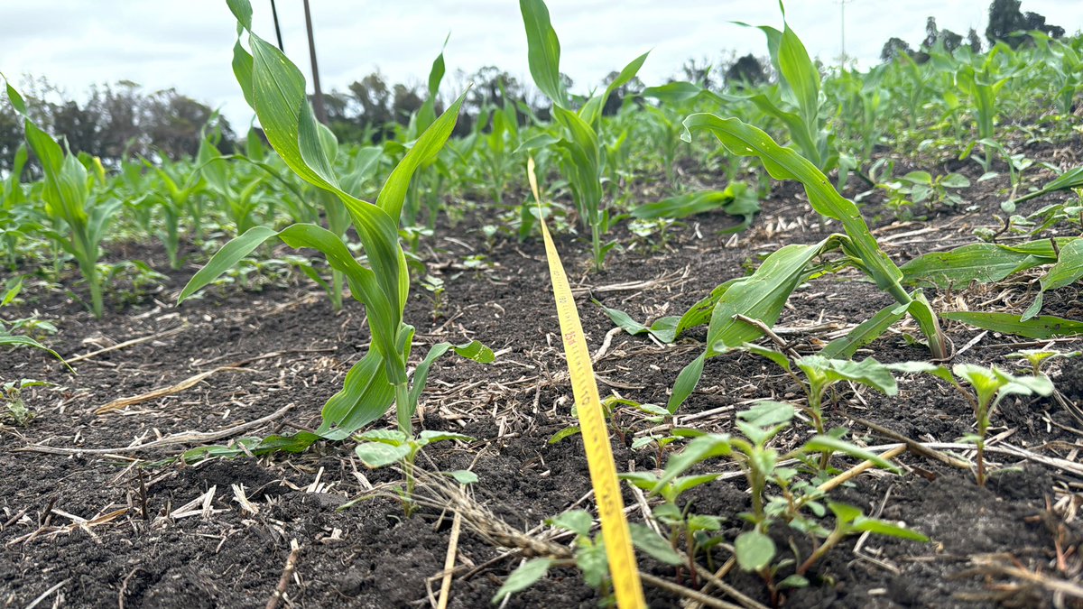 AM agro (@amagrouy) on Twitter photo 