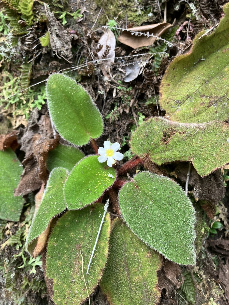 Lucas C. Majure tweet media