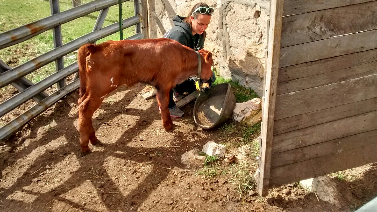 AndiRichWI's tweet image. From county fairs to knocking doors, one thing is clear: the #Northwoods is ready for leadership that gets us. I&apos;ll work for our farmers, our rural communities, and our values in the State Senate. Together, we&apos;ll preserve our way of life for future generations. #AndiForWI