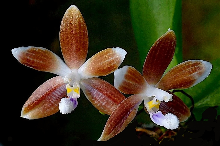 KubinRonnie's tweet photo. Phalaenopsis Tetraspis 'Coffee'  
Is a small sized, hot growing, epiphytic species with to 4 oblanceolate leaves. Its natural habitat is the wet and warm woods. This variation has beautiful brown flowers similar to the color of coffee with cream and so the name☕#orchids https://t.co/oN1MYlsj33