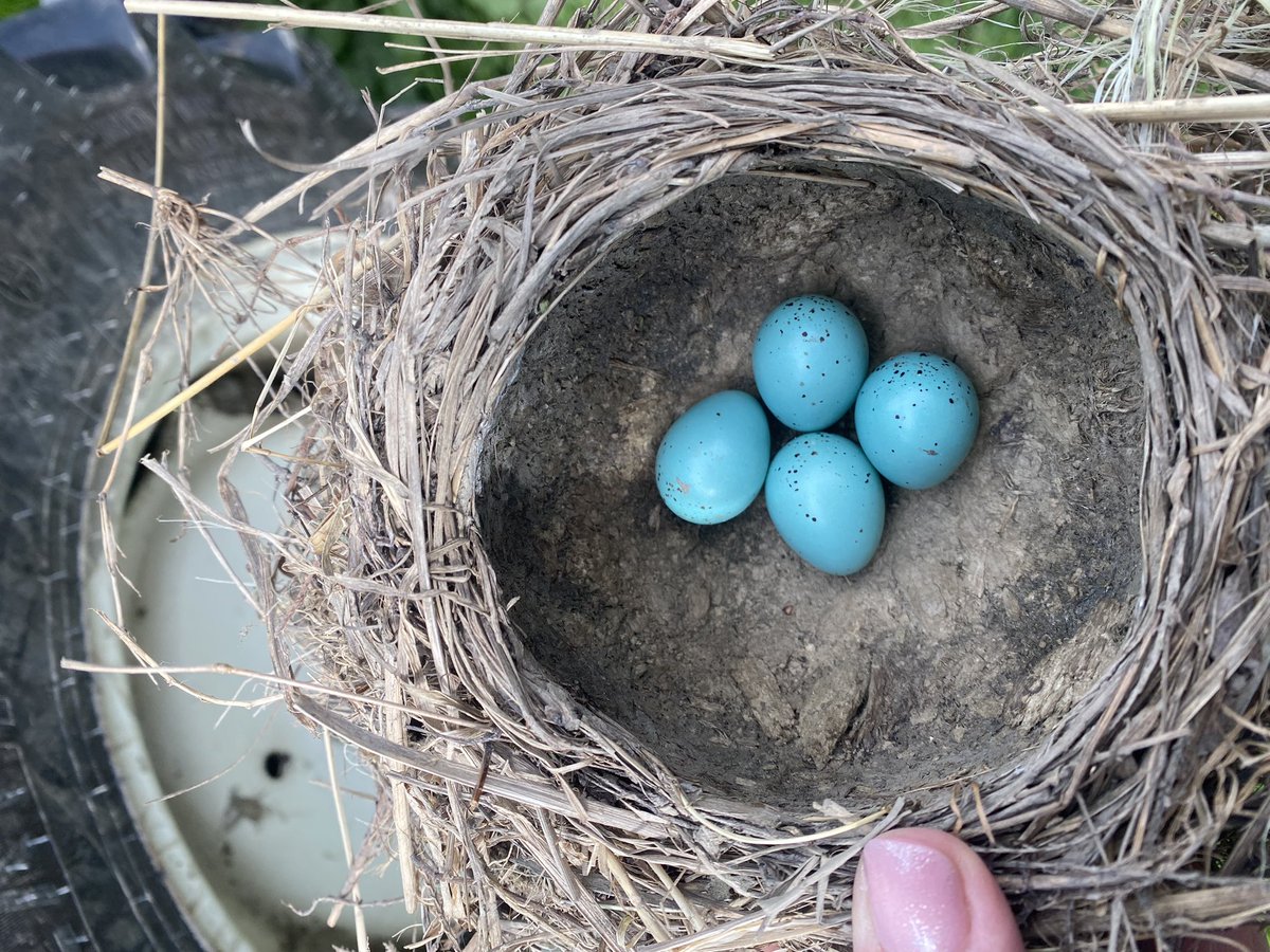 Always check the tractor; wouldn’t have cause a fire but…
(And I apologised to the parents and the unborn chicks - softy)