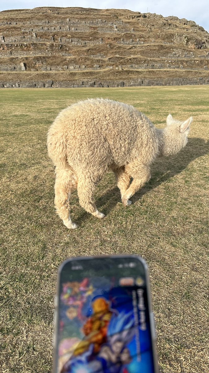 you’ve never seen dokkan like this ( ft dio the alpaca )