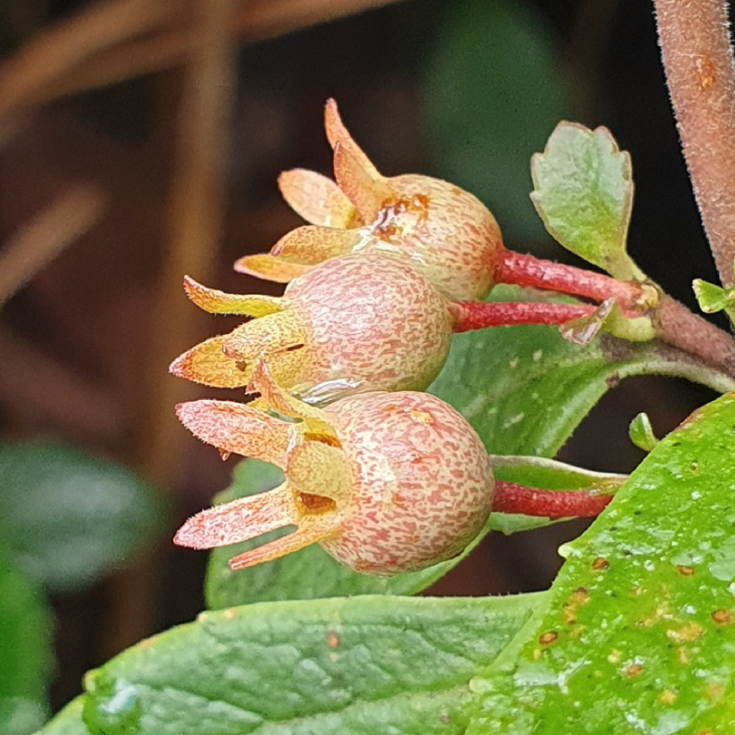 RBGV Science tweet media