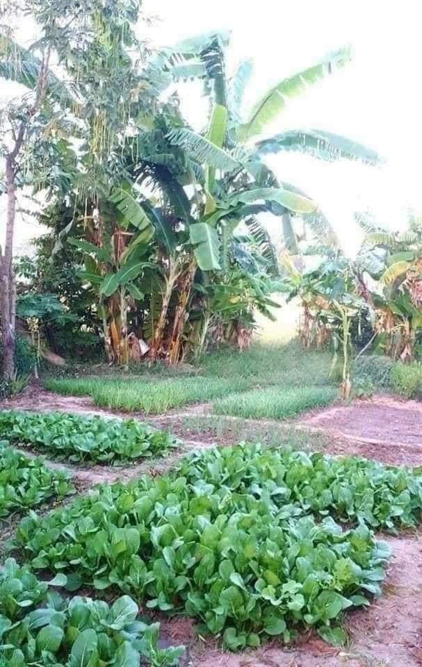 Lê Huỳnh Như tweet media