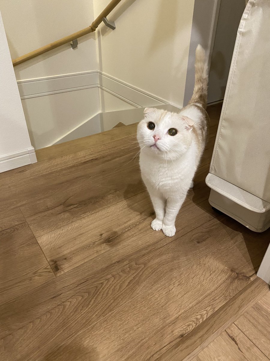 kinako_nekoblog's tweet photo. あの赤ちゃん、このおうちの子になるっとこと？ずっといるし…( ͒ ु❛·̫❛ ू ͒)

娘の周りをうろうろ、ご飯食べにきたついでに娘の様子チェック…きなはもーちゃんが来た時もこんな感じやったなぁ、、ほんとに優しい子です🥹 https://t.co/v3PkIt842A