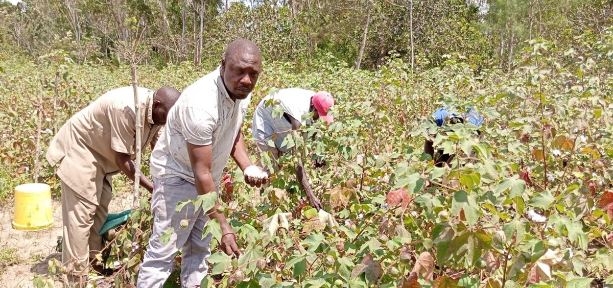 $BSE is pleased to share that the Kwale PAVI Cooperative Society successfully harvested 1.3t of cotton across its Ramisi, Kinondo and Kubo South fields.

The Kwale PAVI Cooperative Society is critical to empowering local farmers through the promotion of sustainable agriculture.