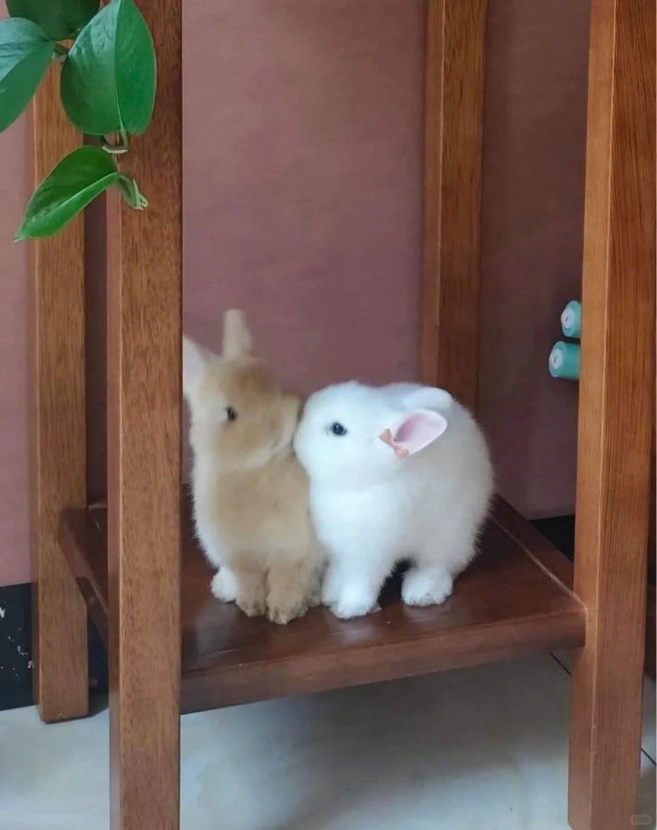 Why you should have a rabbit (@shouldhaverabit) on Twitter photo 